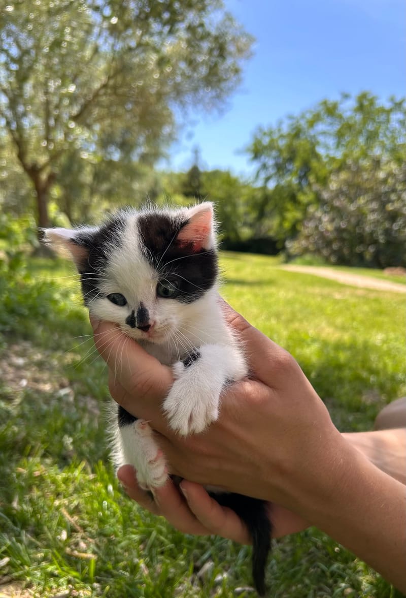 Bisou