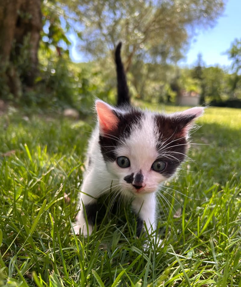 Bisou