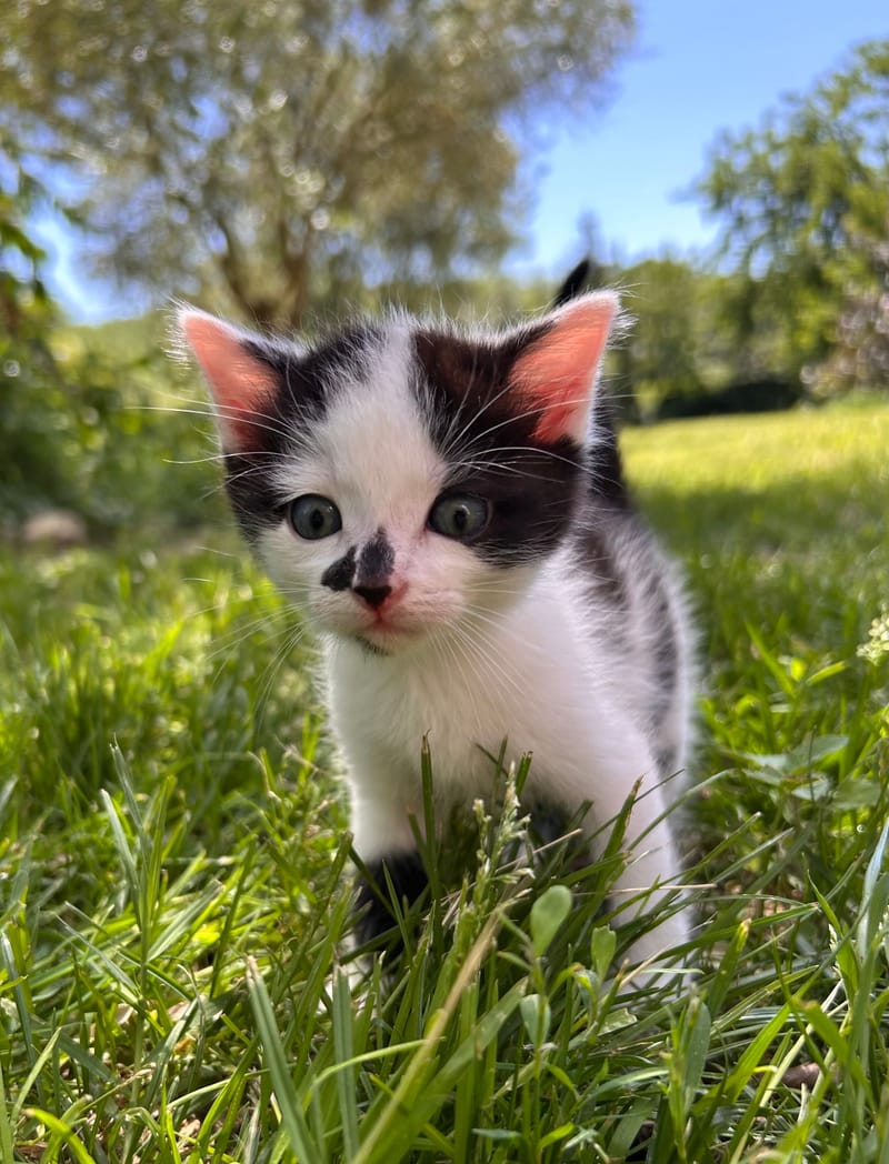 Bisou