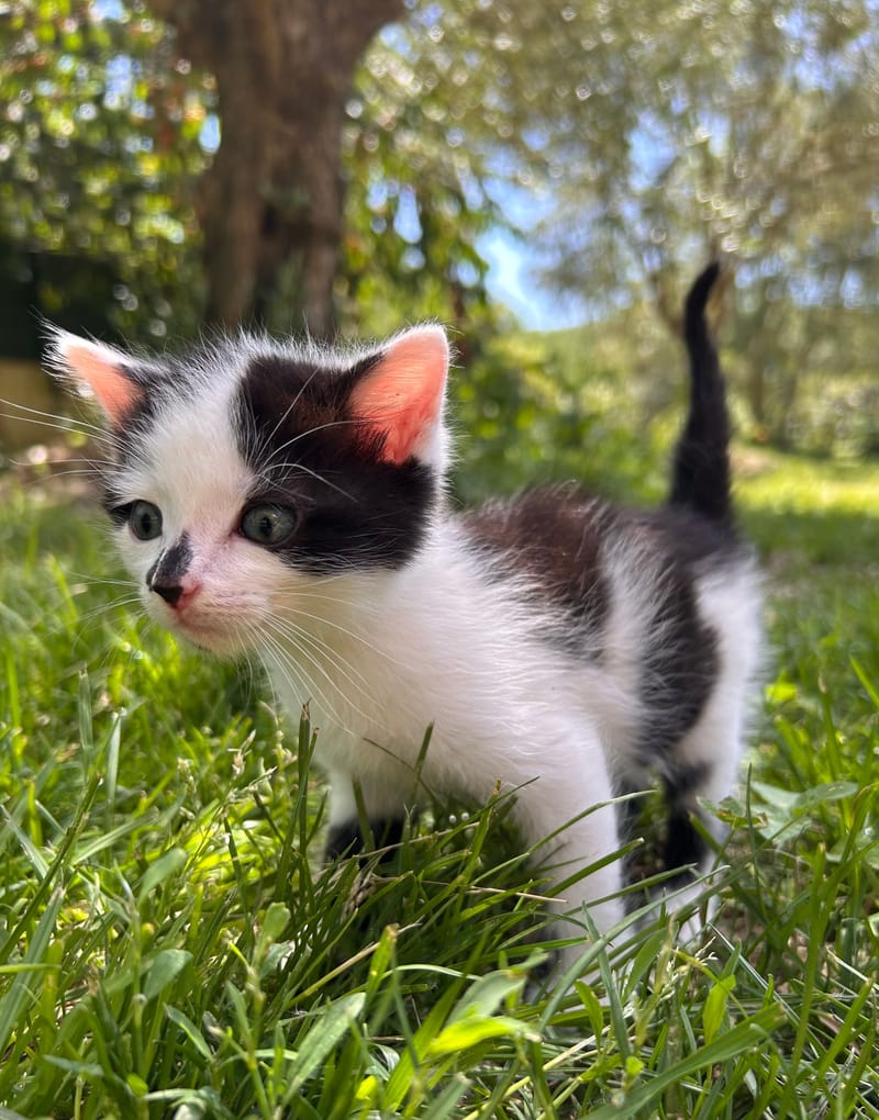 Bisou