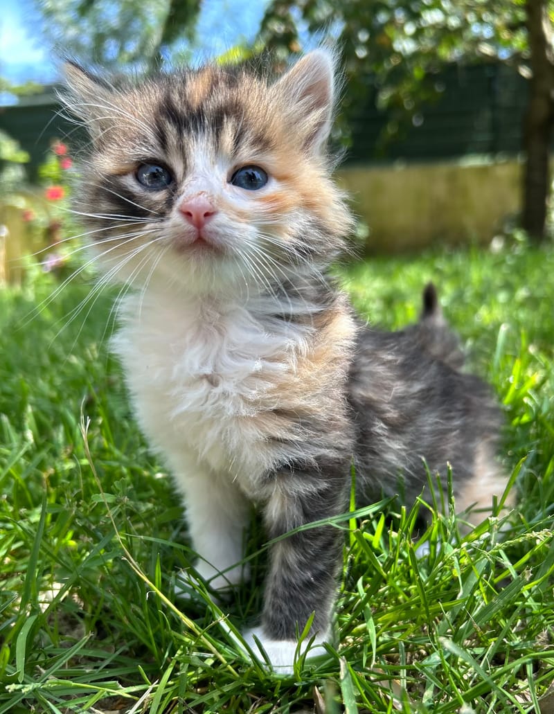 Bella