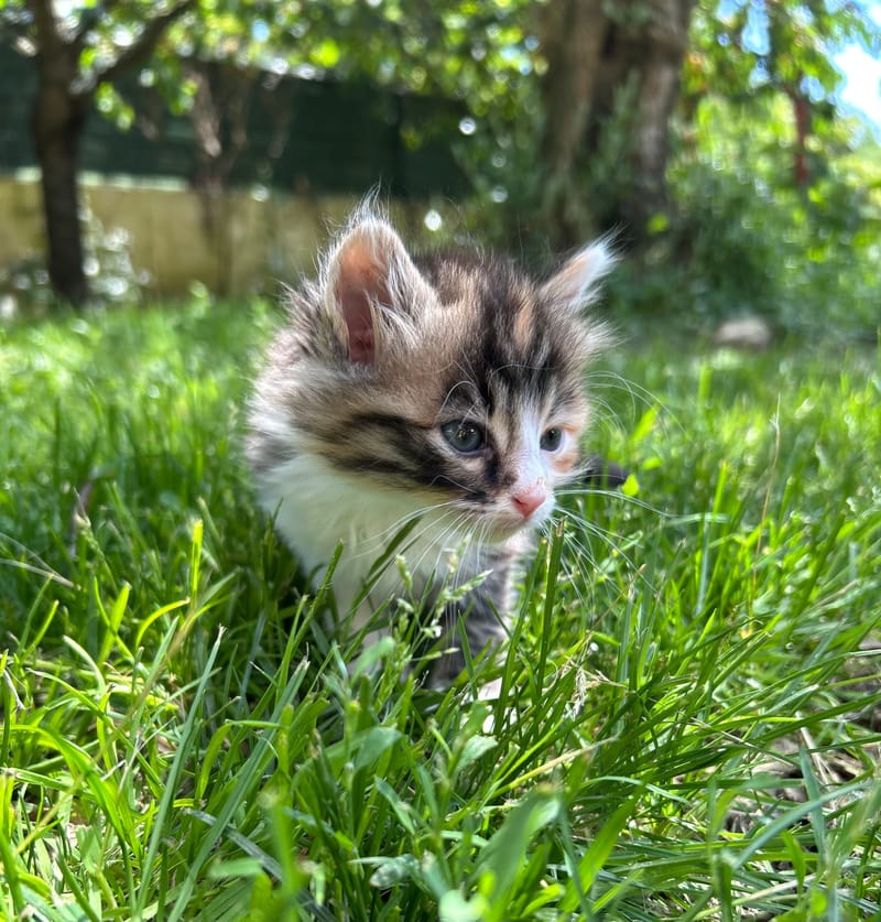 Bella