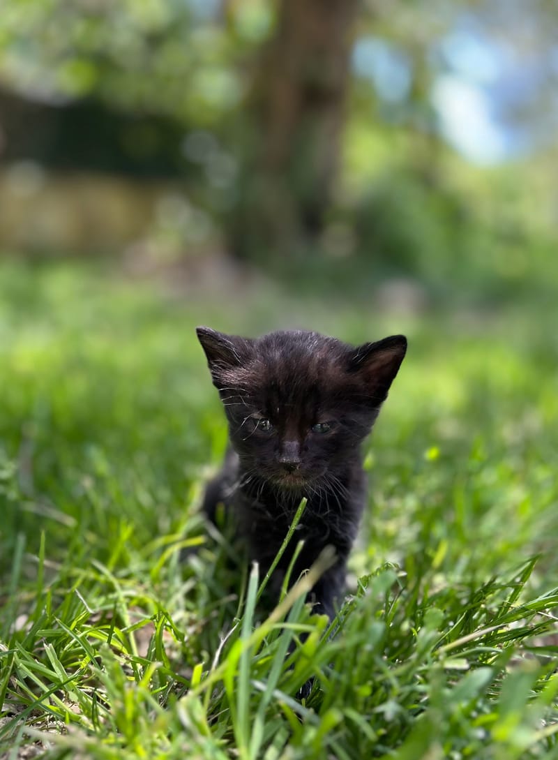 Black Pearl