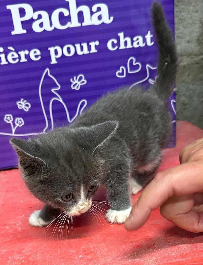 Beauté 