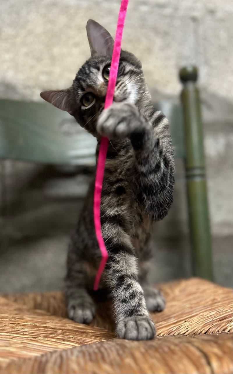 Tigrou