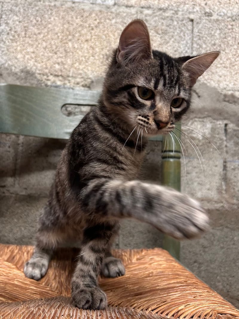 TIGROU