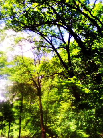 A group of tall shade trees with leafy green branches.