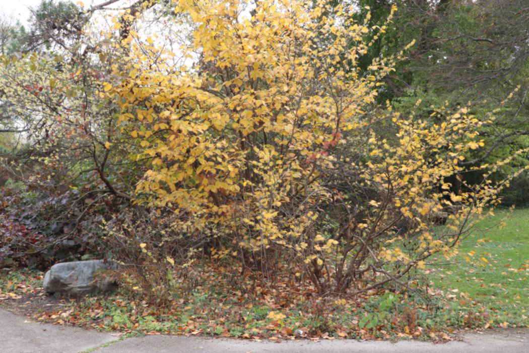A small bushy tree full of yellow leaves.