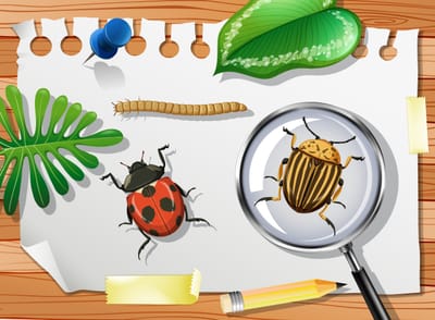 Entomology for Beginners: Insect Identification and Backyard Bug Studies