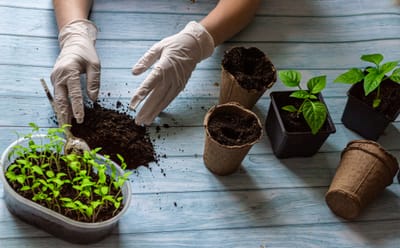 Soil Science for Gardeners: Soil Testing and Improvement Techniques in 2025