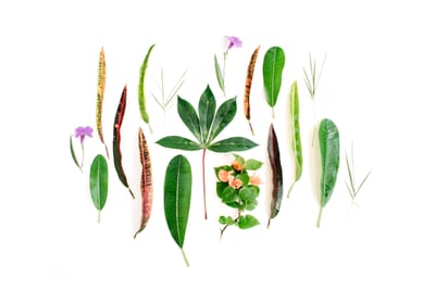 Ethnobotany: Traditional Plant Use and Modern Applications in 2025