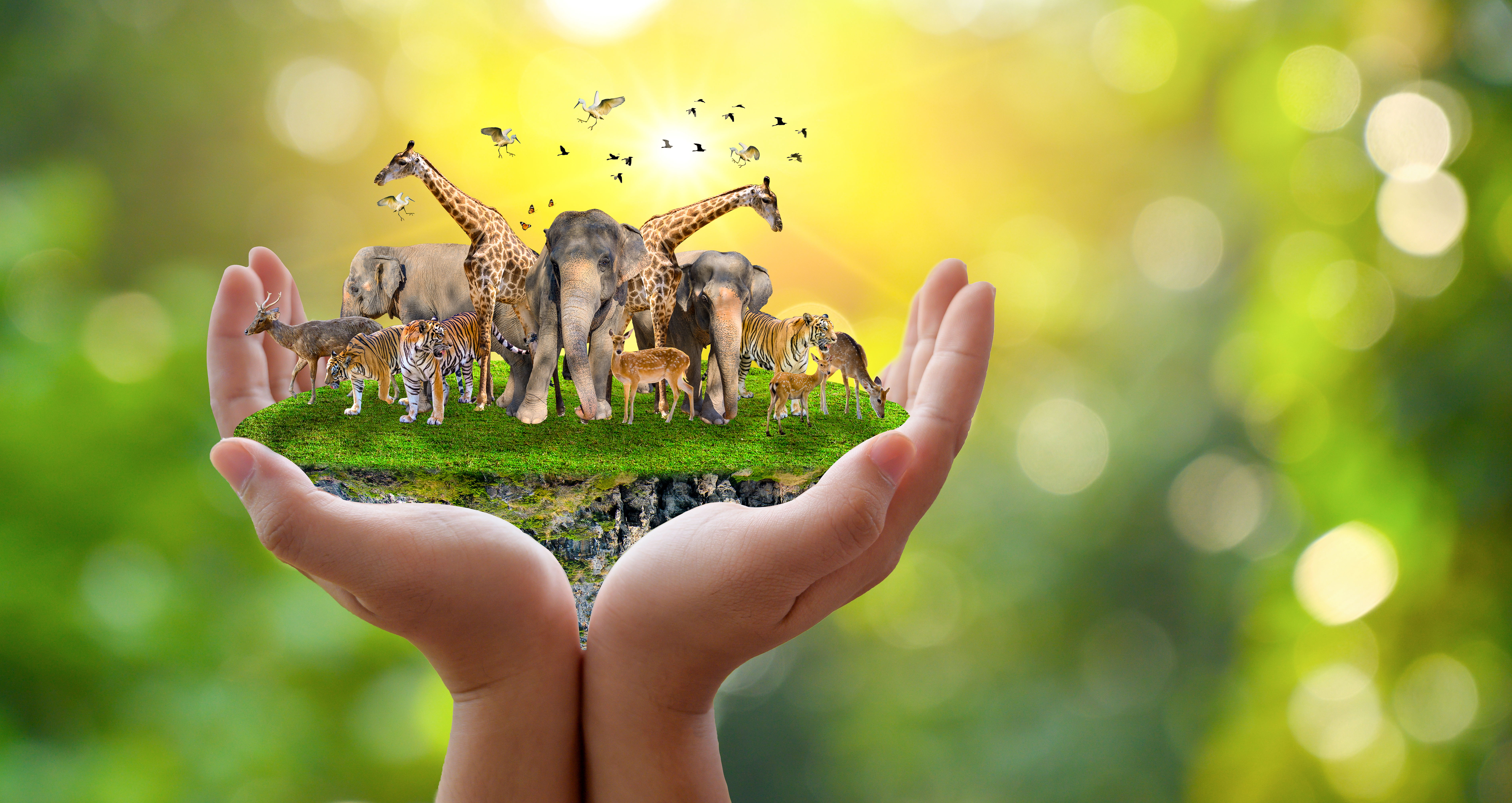 Wildlife Conservation – Endangered species, conservation tips, and eco-tourism.