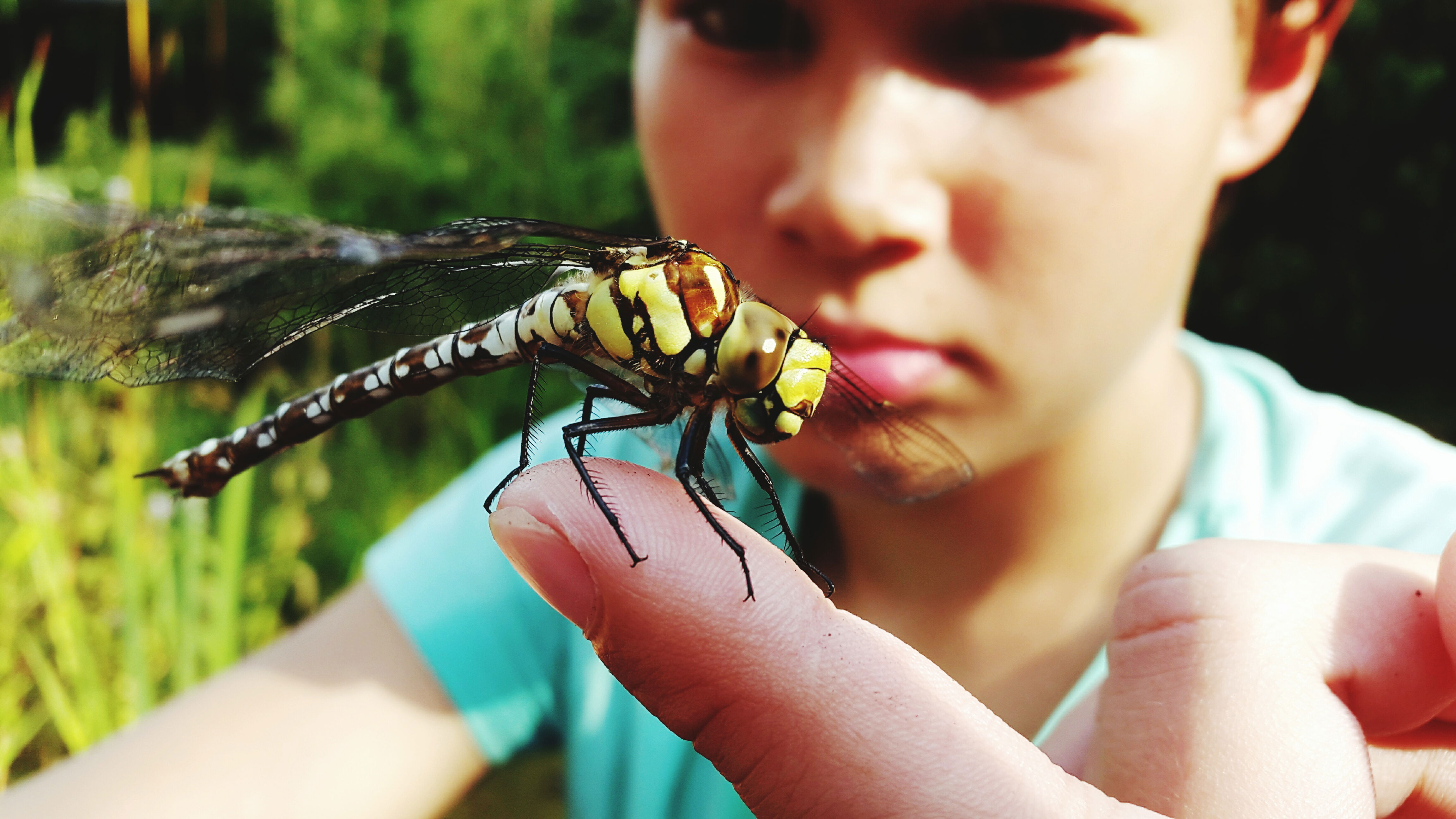 Entomology for Beginners – Insect identification and backyard bug studies.