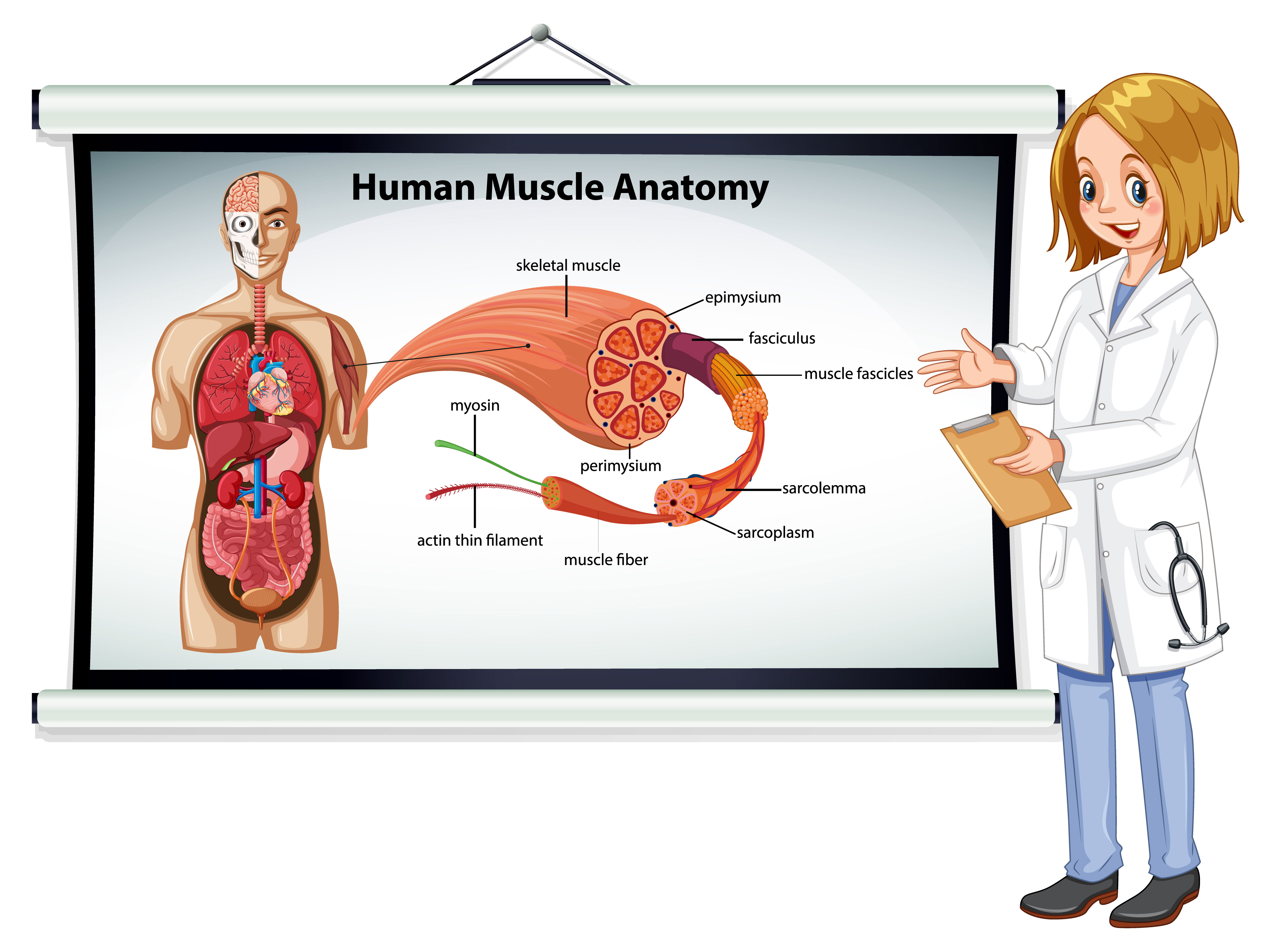Human Anatomy Education – Interactive tools and guides for medical students.