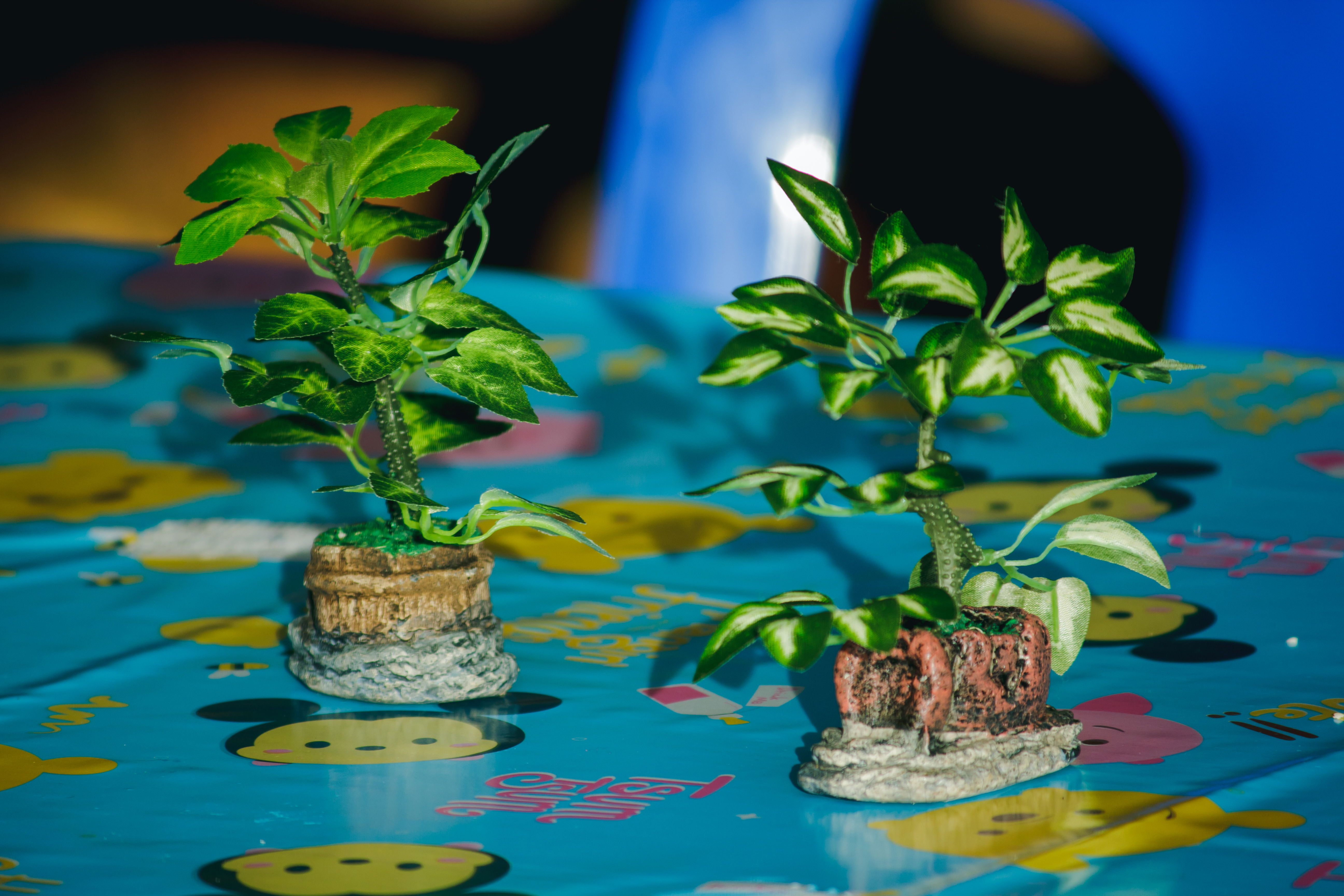 Ethnobotany – Traditional plant use and modern applications.