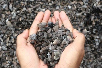 Palm Kernel shells
