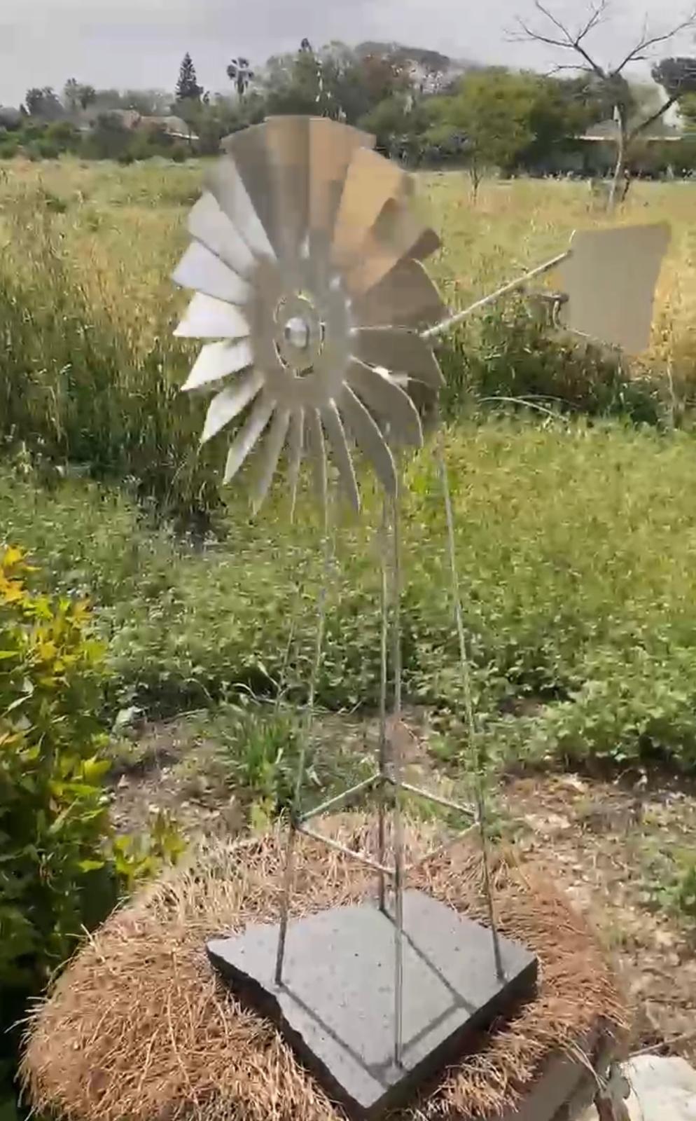 שבשבת אוסטרליה שולחנית