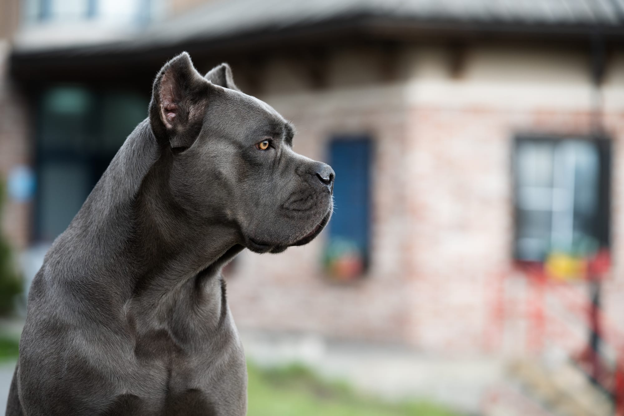Cane Corso Puppies in London UK