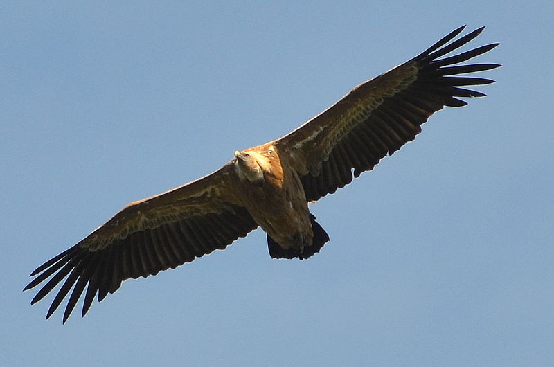 Griffin Vulture