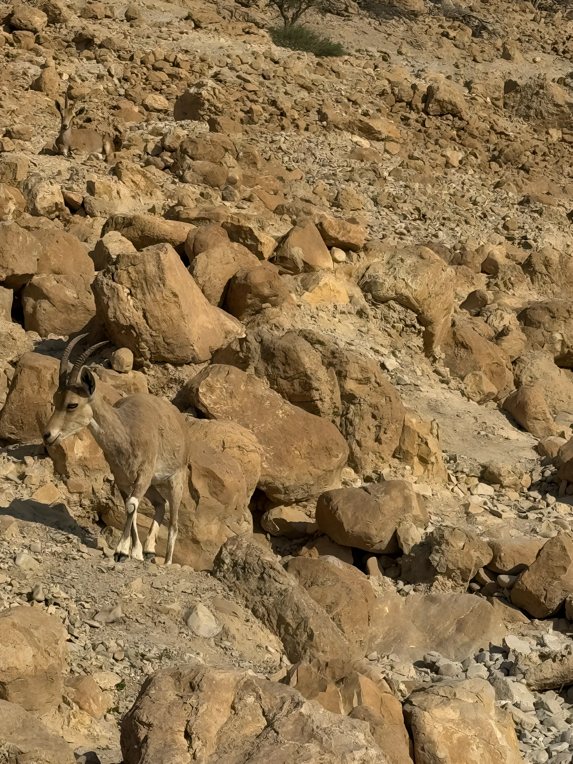 Ibex