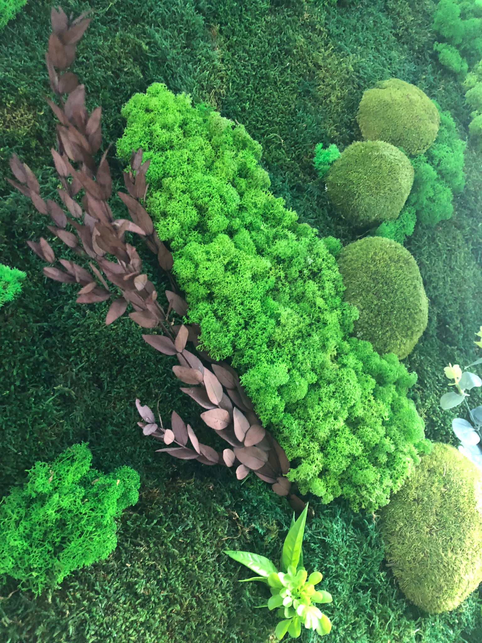 Plante si Licheni decorativi