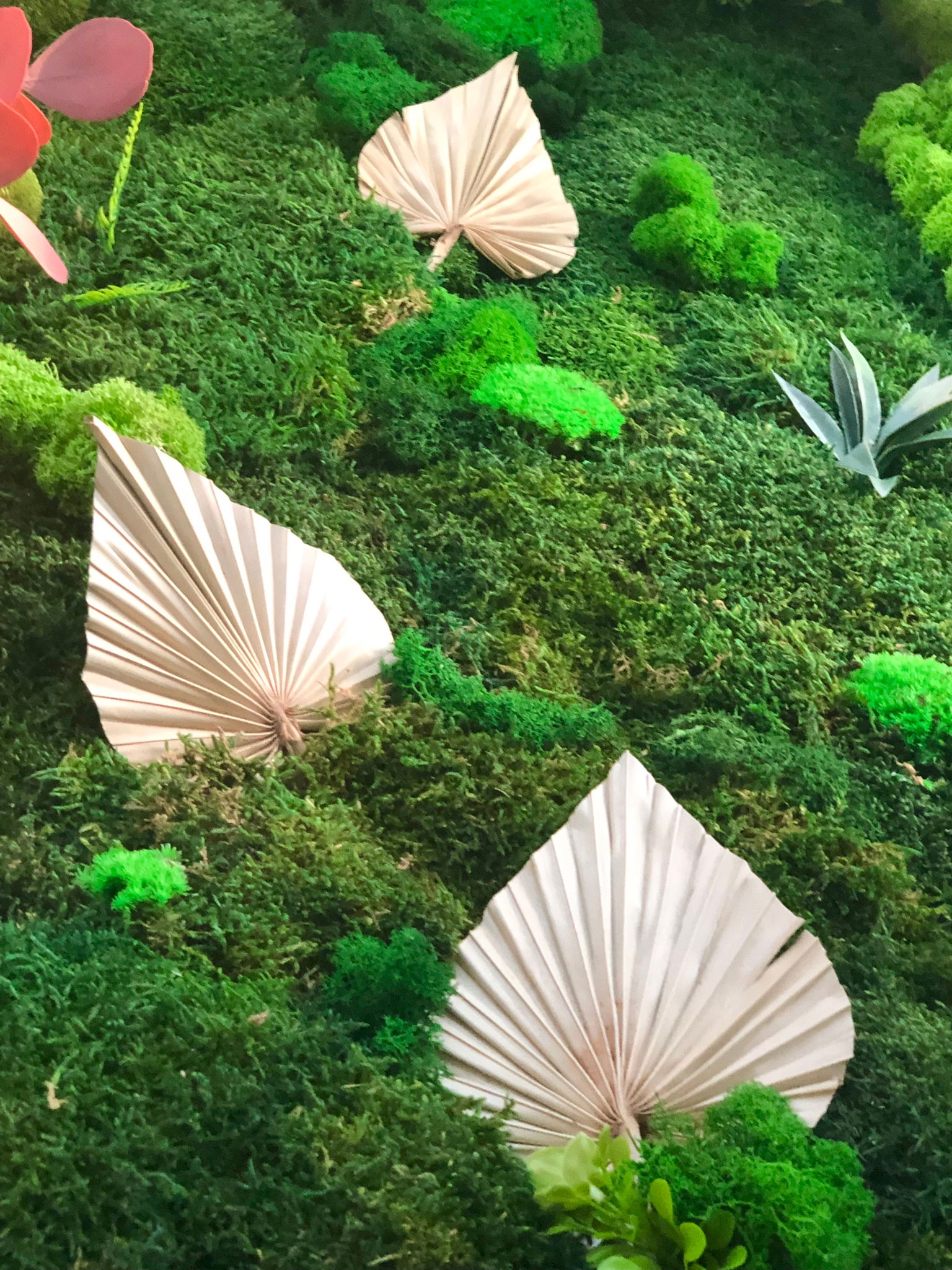 Plante si Licheni decorativi