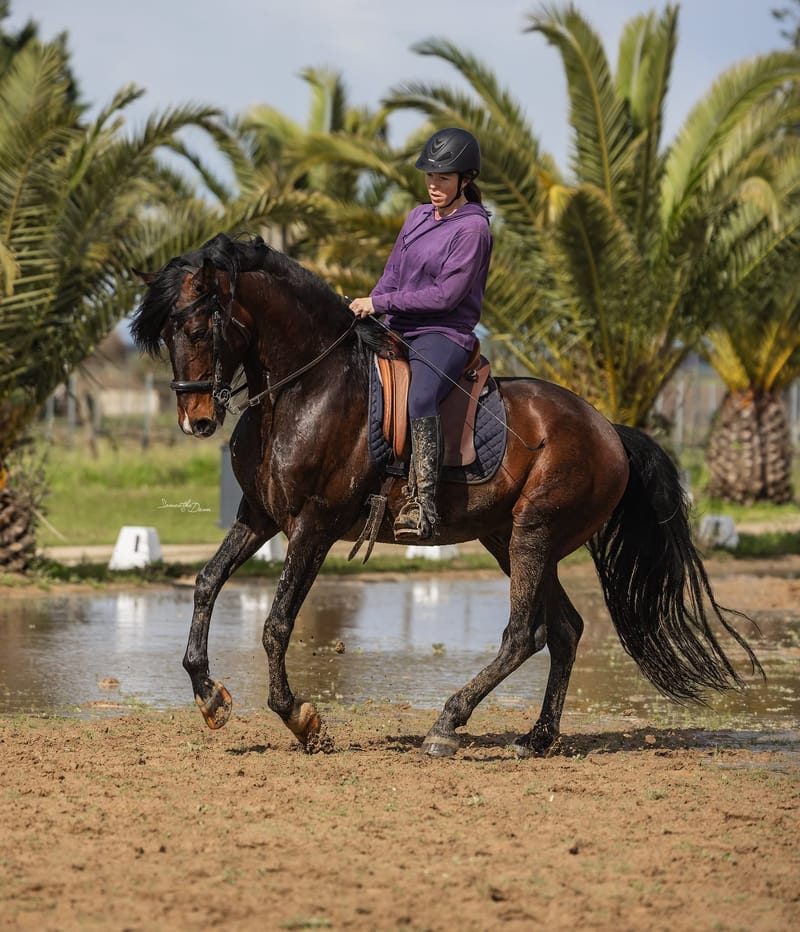 Lusitano Riding Holidays at Equiliberdade Farm