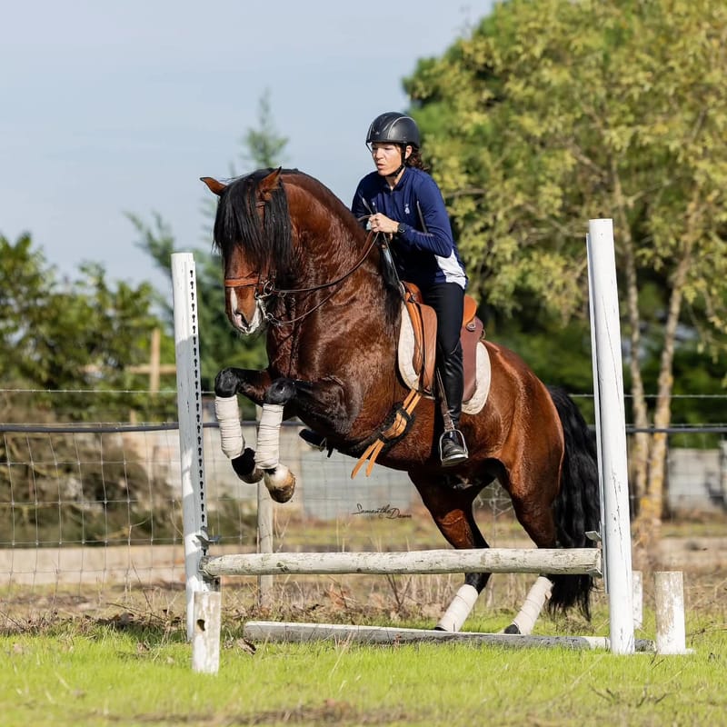 Lusitano Riding Holidays at Equiliberdade Farm