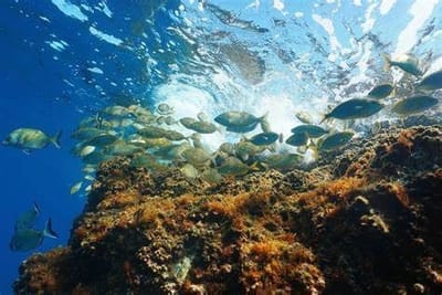 Farmaci in mare: l’inquinamento invisibile che altera gli ecosistemi                                                                                                                  Chiara Dammacco