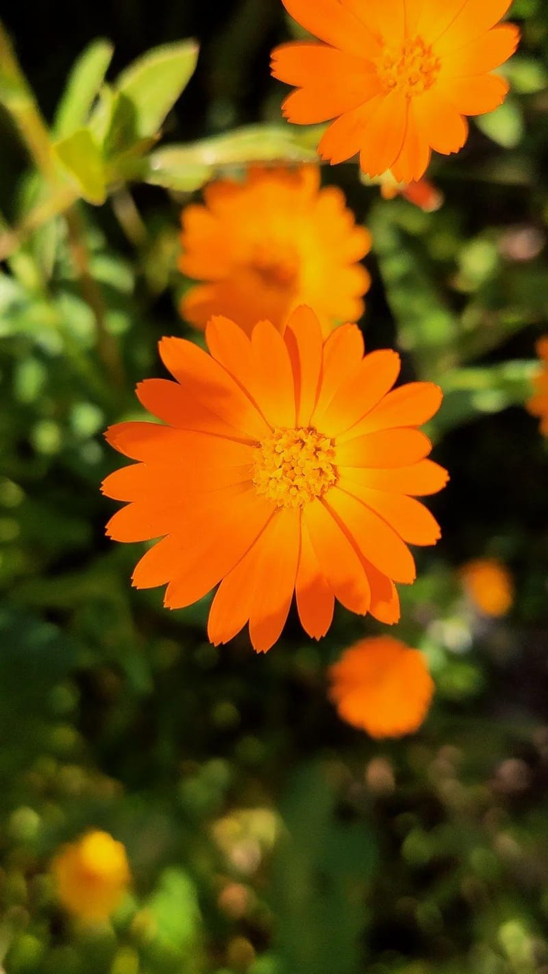 Flowers/Leaves