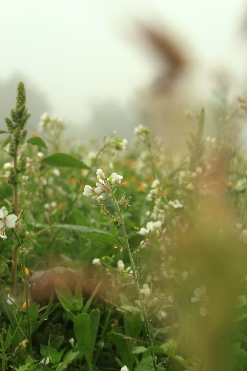 Flowers/Leaves