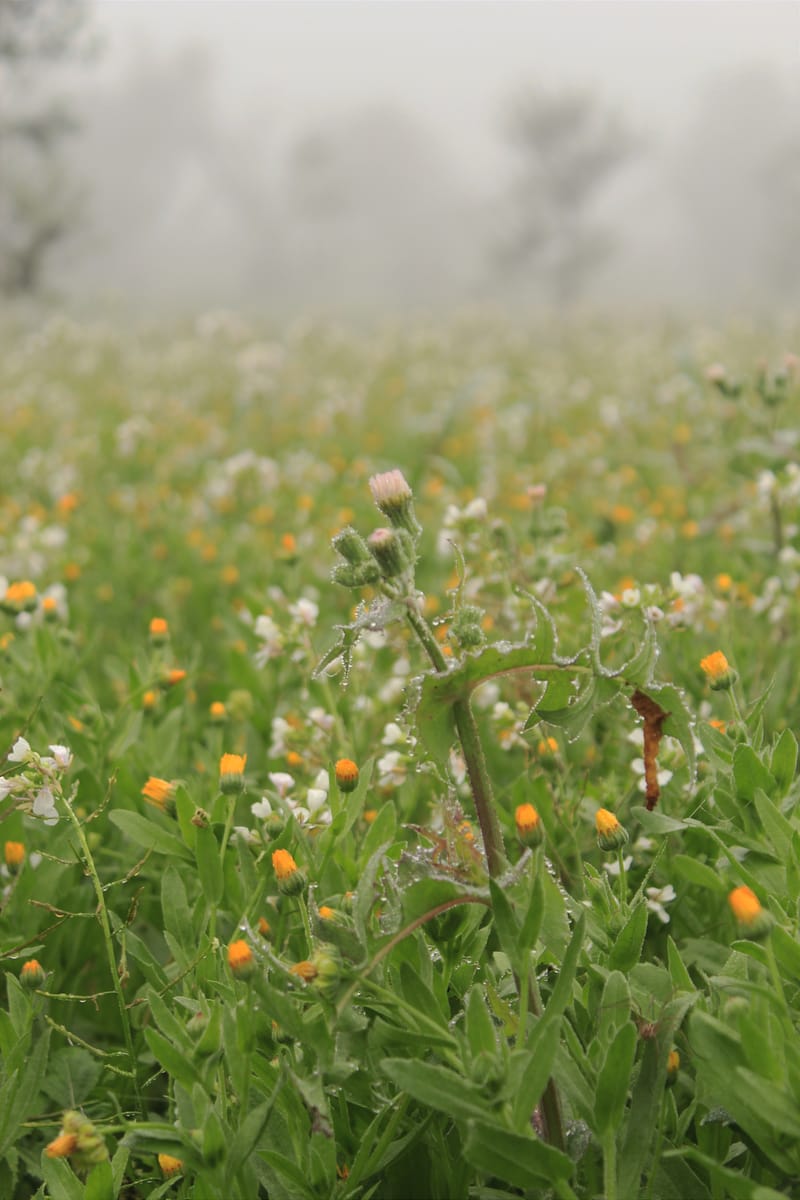 Flowers/Leaves