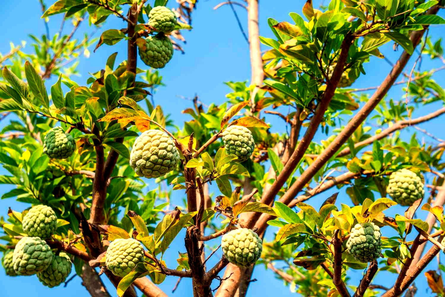 চেরিমোয়া: পুষ্টিগুণ, স্বাস্থ্য উপকারিতা এবং ক্ষতি: হৃদরোগ প্রতিরোধ, রোগ প্রতিরোধ ক্ষমতা বৃদ্ধি এবং মানসিক স্বাস্থ্যের উন্নতি