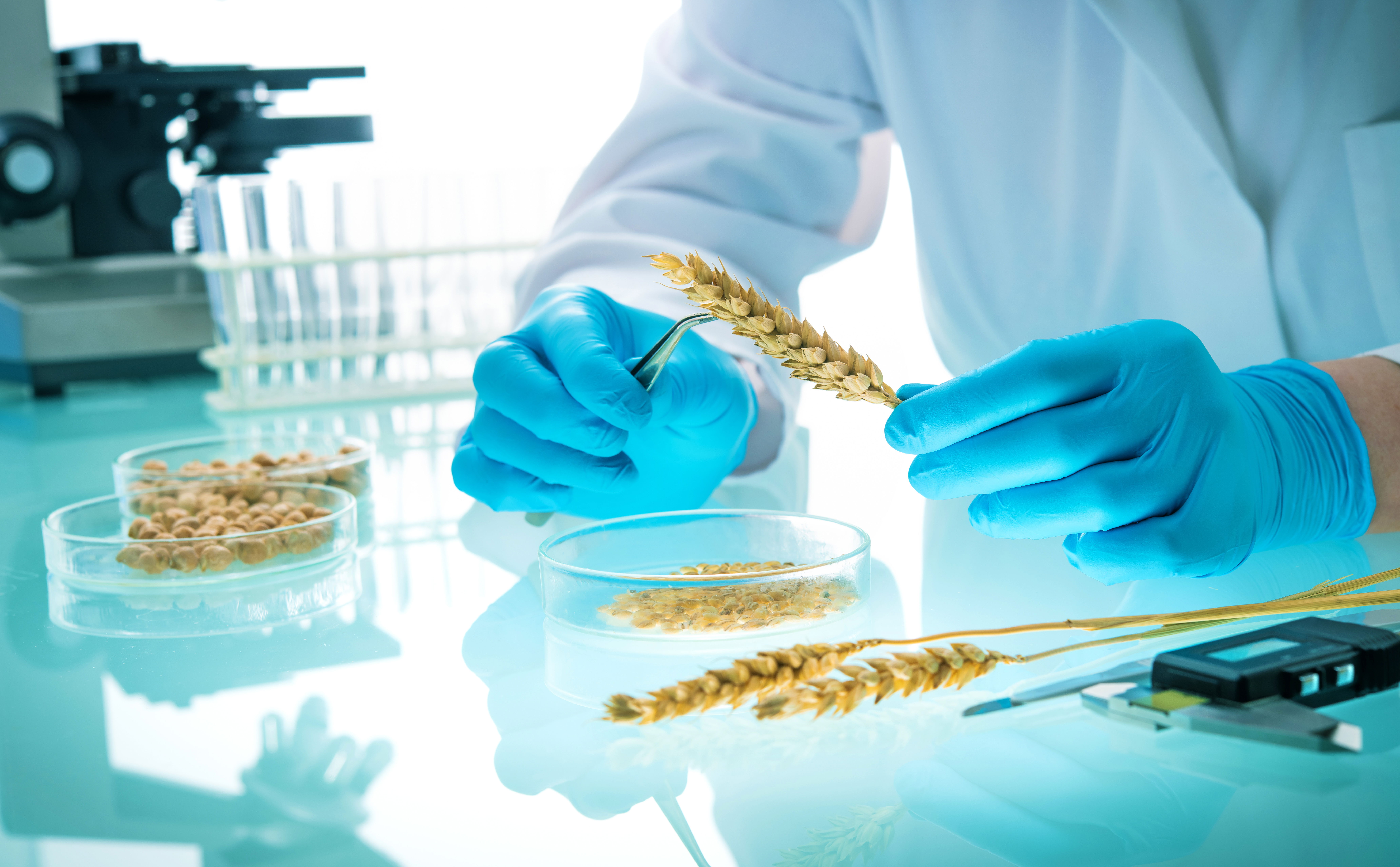 GMO খাবার: উপকার না ক্ষতি?