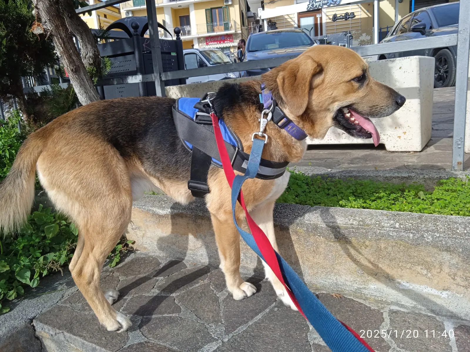 📢 AMOS CERCA CASA! 🏡❤️
Un cucciolone dolce e affettuoso in cerca della sua famiglia del cuore 🐶💕

🔄 Condividi il suo appello, aiutiamolo insieme!
📌 COD: 00110