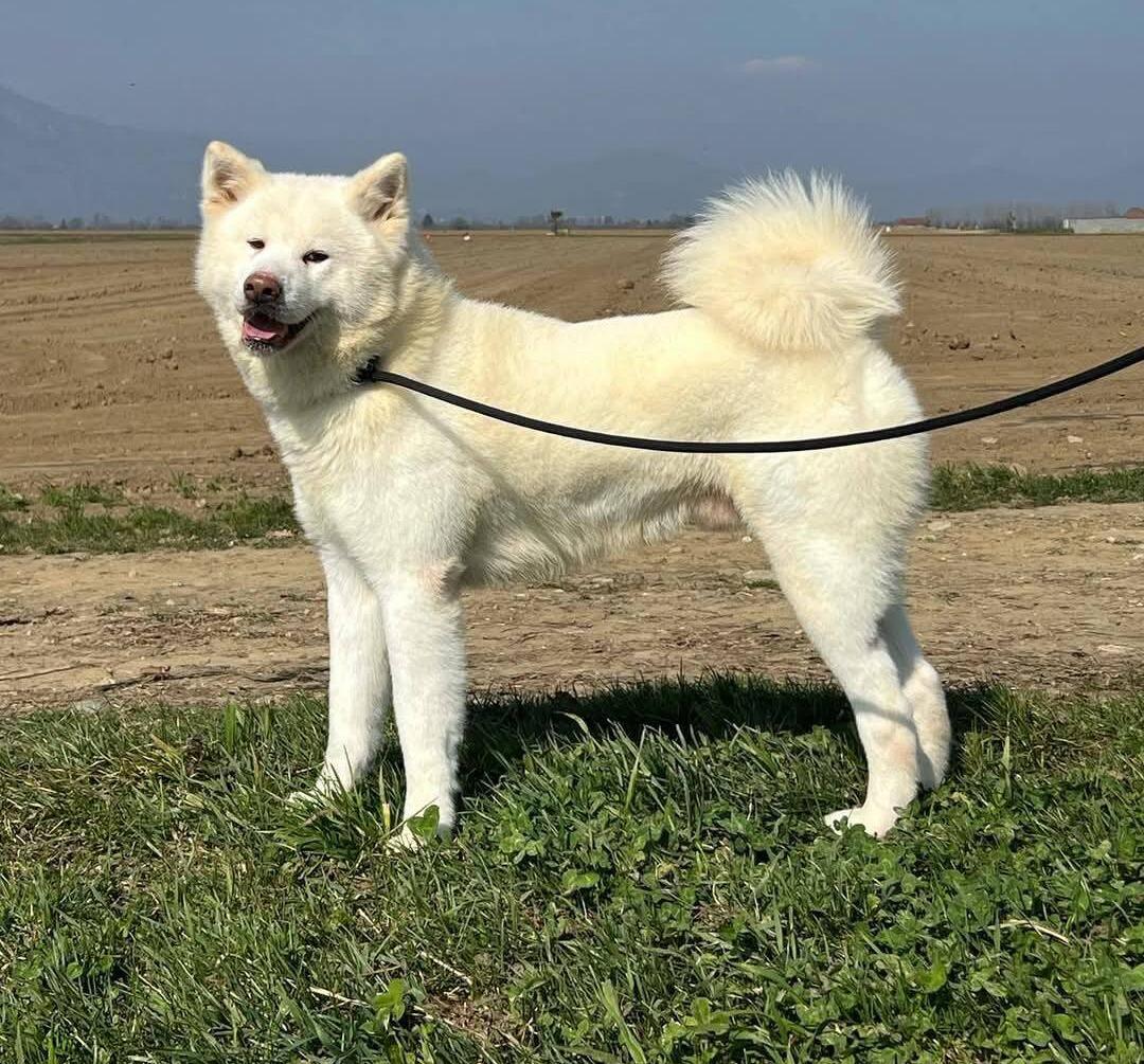 ✨ KINTSUGI cerca casa – per gli amici, Sugo 🐶💛 cod:00104