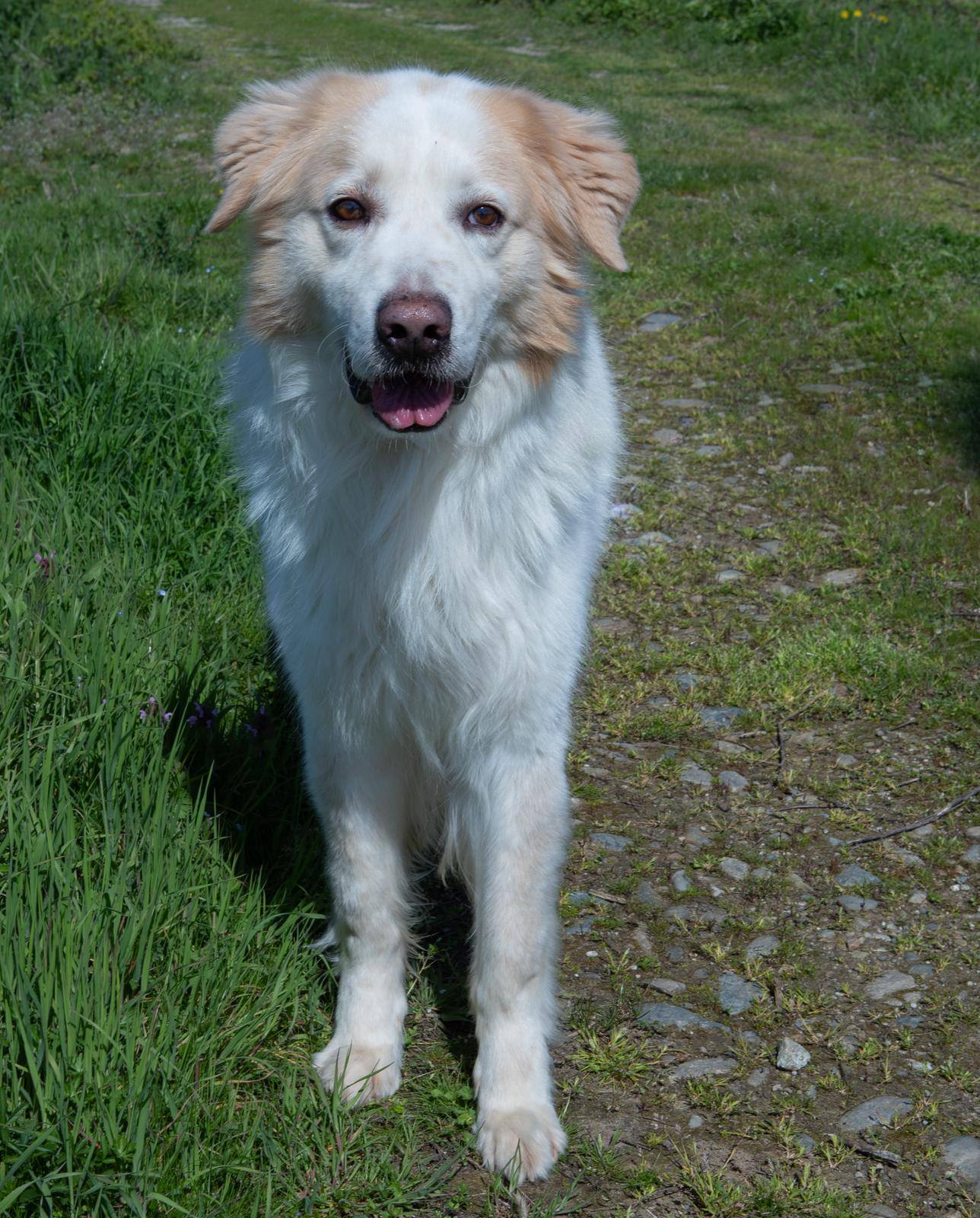 🐶 SEI cerca casa. Anzi, cerca una seconda possibilità. 💔cod:00104