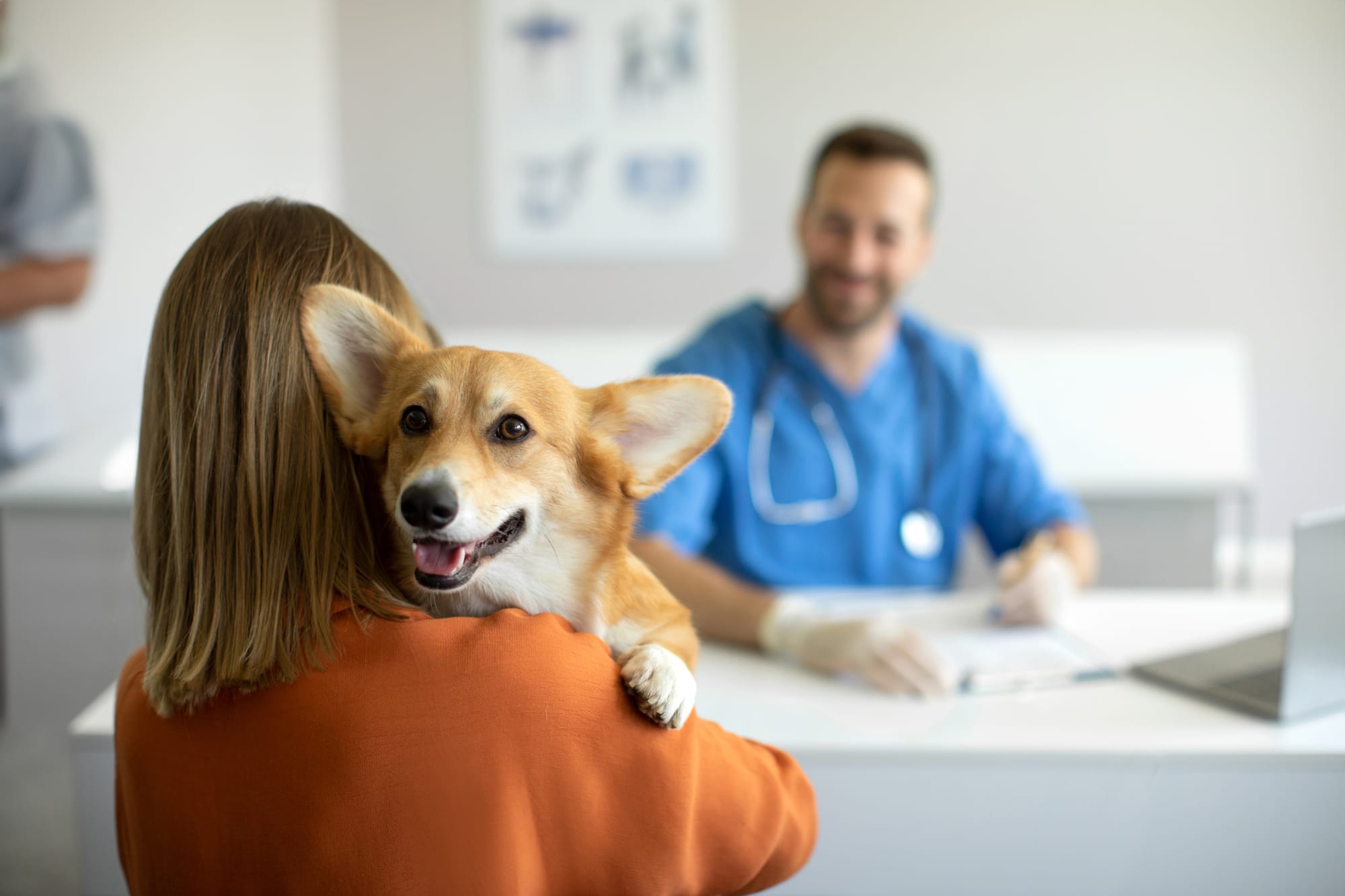 Veterinario.