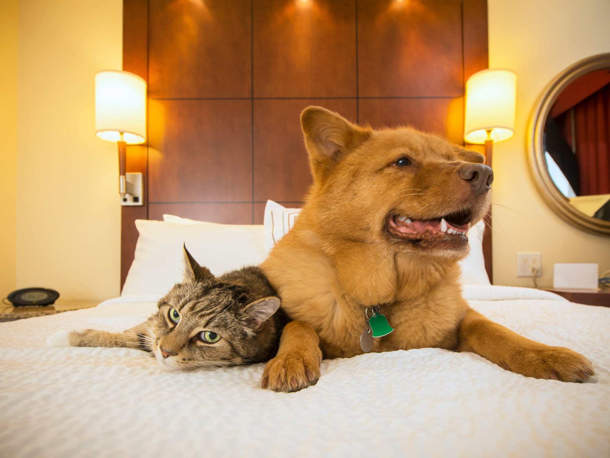 🏨 Il tuo hotel accoglie animali domestici?