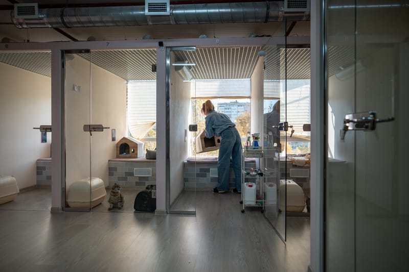 Pensioni per cani e gatti.