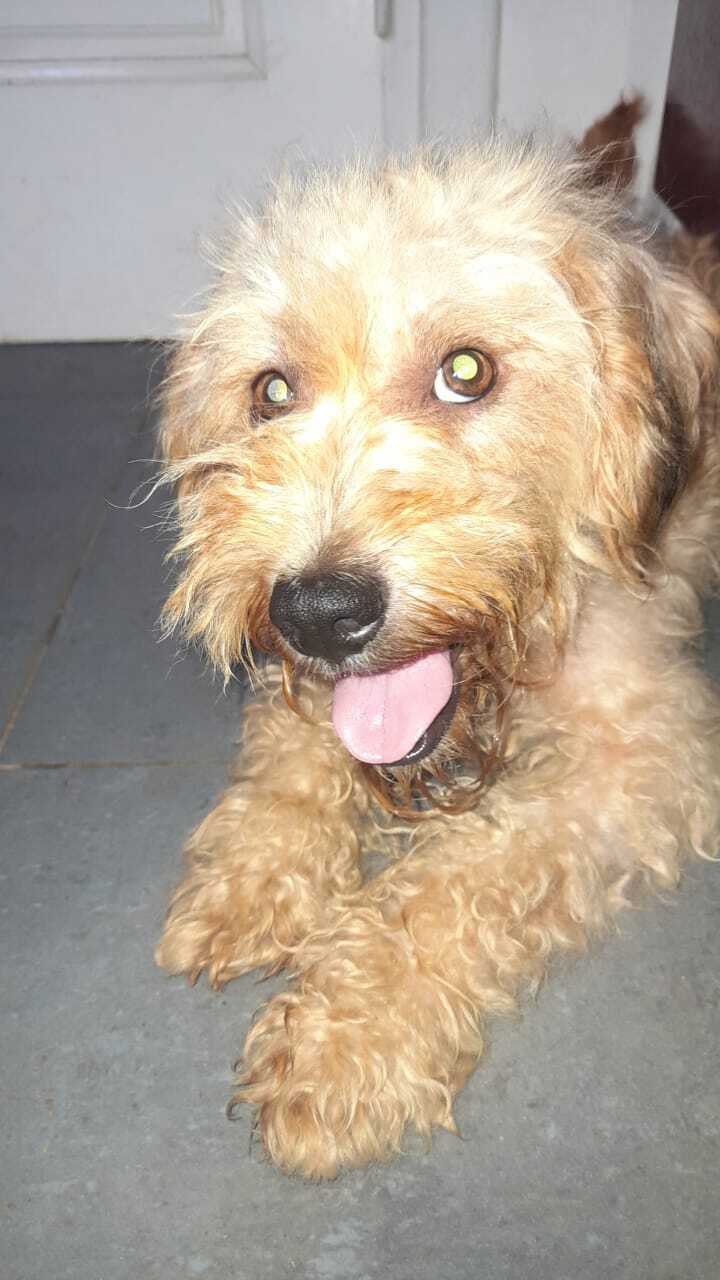 BICHA