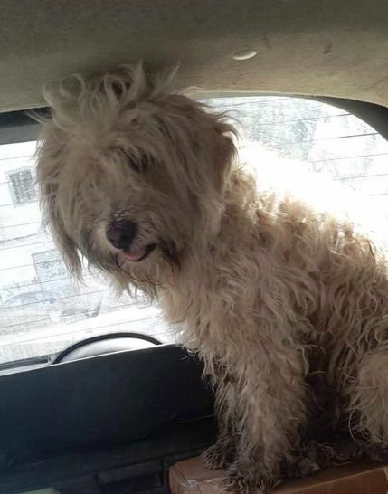 Bella - adoptiert