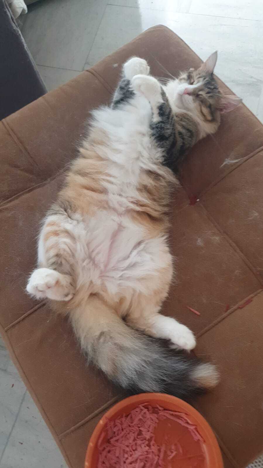 Zina