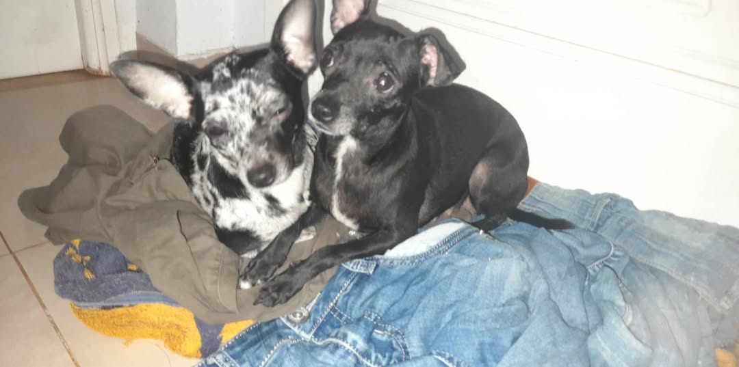 Titti und Gazouza
