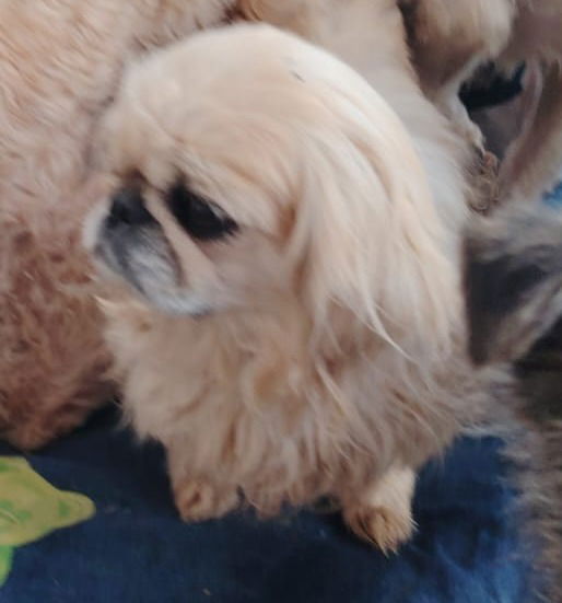 Koko - (Mama von Sunny)