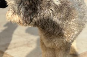 Fripouille - adoptiert