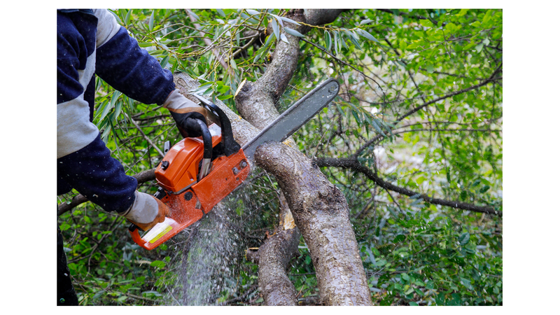 TRMMING AND PRUNNING