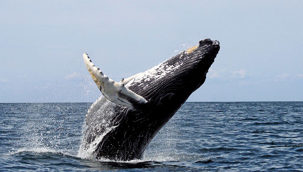 Humpback Whale.