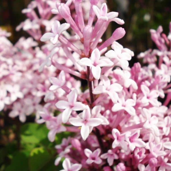 Lilas