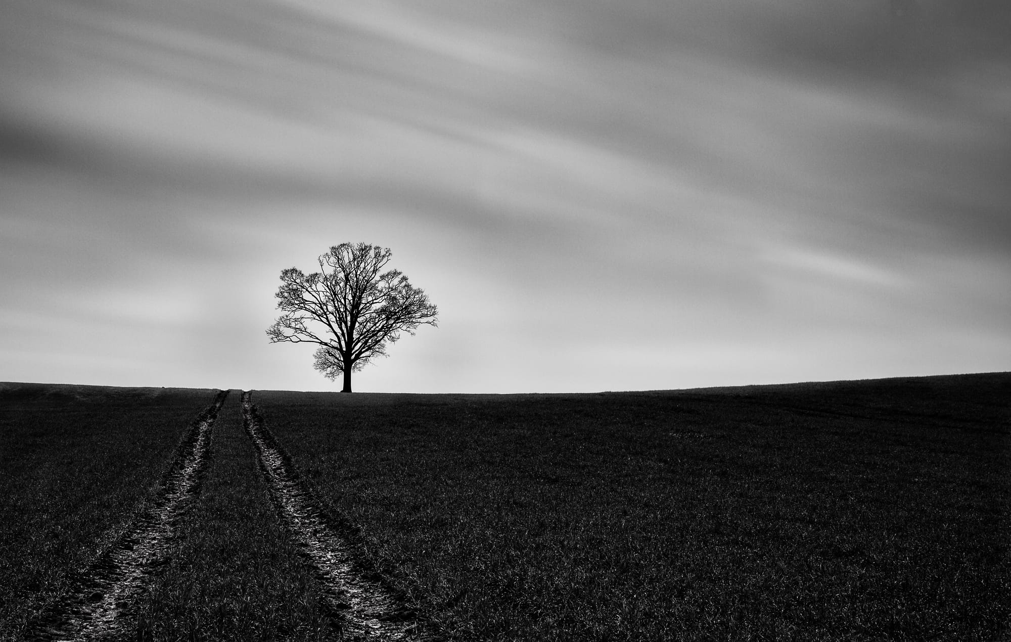 One Tree and a Track